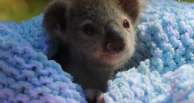 Koala. Quelle: Screenshot Youtube