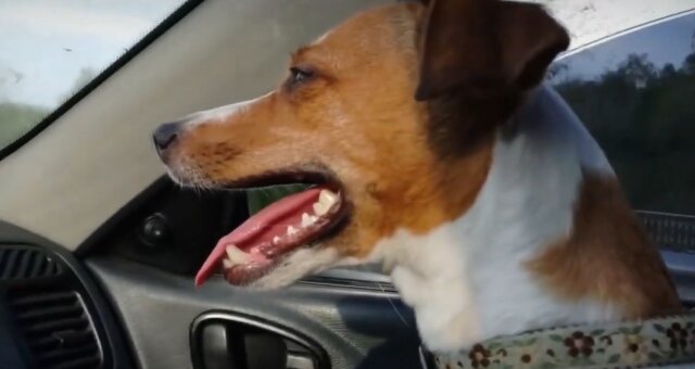 Paar fand einen fremden Hund in seinem Auto. Quelle: Screenshot Youtube