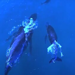 Delfinmutter adoptierte einen Wal. Quelle: Screenshot Youtube