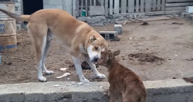 Freundschaft zwischen einem Hund und einem Kalb. Quelle: Screenshot Youtube