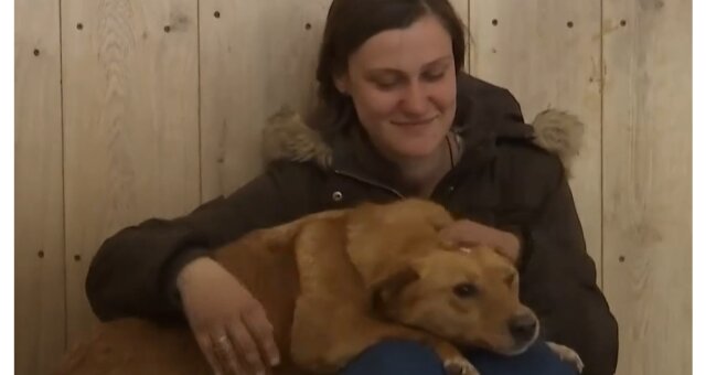 Viele Haustiere obdachlos. Quelle: Screenshot Youtube