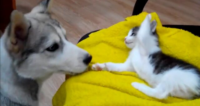 Husky und Kätzchen. Quelle: Screenshot Youtube
