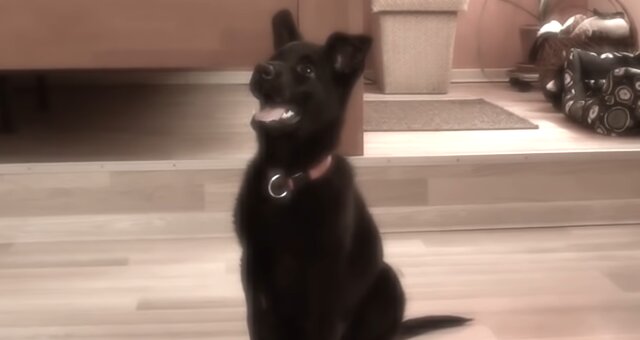 Schwarzer Hund. Quelle: Screenshot Youtube