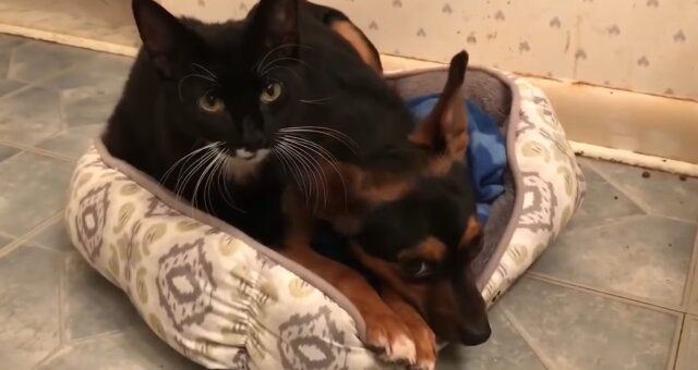 Hund Gomez und Kätzchen Martisha. Quelle: Screenshot Youtube
