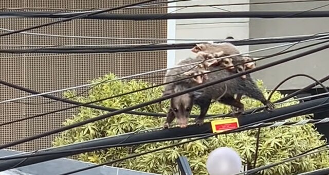 Opossum-Mutter mit ihren Babys auf dem Rücken. Quelle: Screenshot Youtube