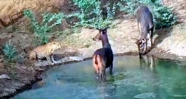 Hirsche und Leopard an einer Wasserstelle. Quelle: Screenshot Youtube