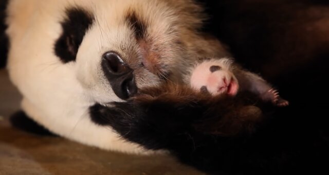 Panda-Mutter und ihr Jungtier. Quelle: Screenshot Youtube