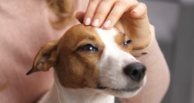 Es wird nicht empfohlen, einen Hund am Kopf zu streicheln. Quelle: Screenshot Youtube