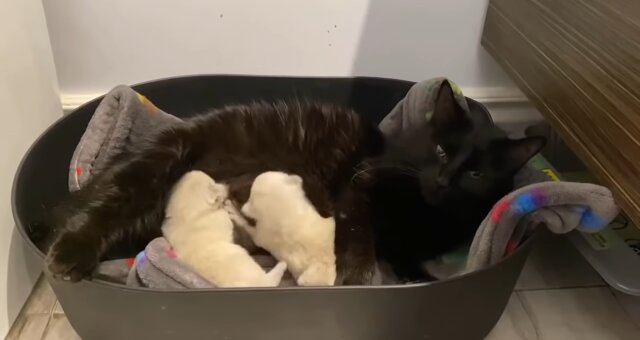 Katzenmama und Kätzchen. Quelle: Screenshot Youtube
