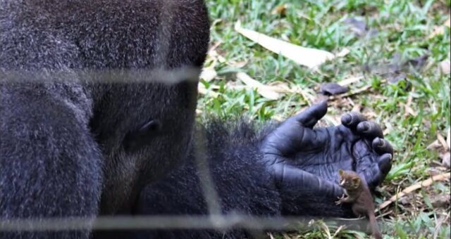 Gorilla Bobo und Galago. Quelle: Screenshot Youtube