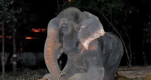 Elefant Raju. Quelle: Screenshot Youtube