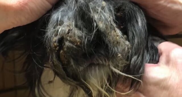 Hund mit verheddertem Haar. Quelle: Screenshot Youtube