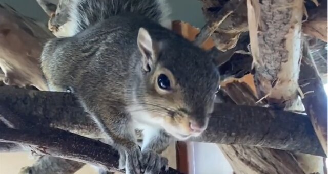 Eichhörnchen Bunk. Quelle: Screenshot Youtube