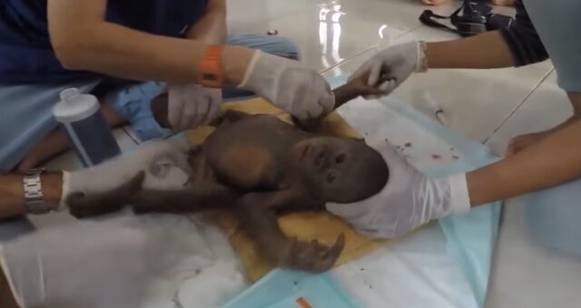 Orang-Utan-Baby Gito. Quelle: Screenshot Youtube