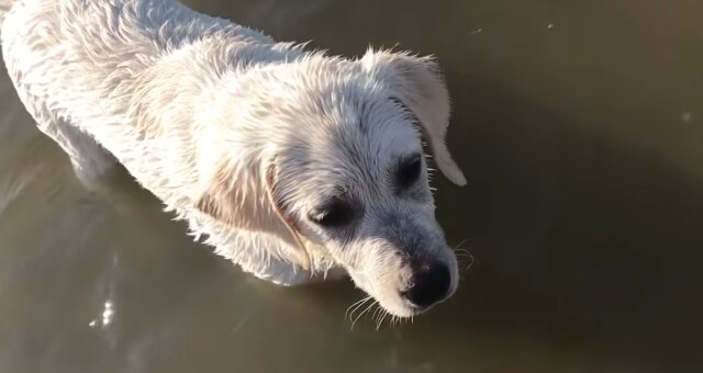 Labrador beim Baden. Quelle: Screenshot Youtube