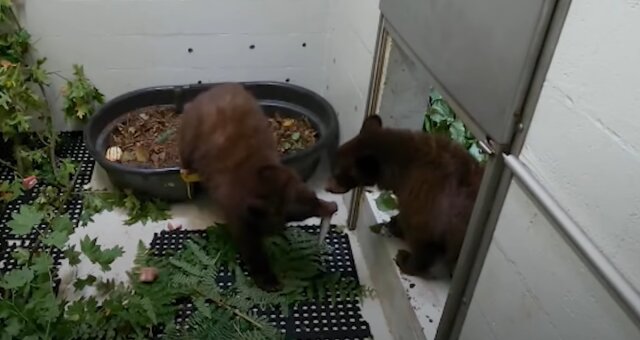 Bärenbrüder. Quelle: Screenshot Youtube