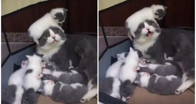 Katzenmutter und ihre Babys. Quelle: Screenshot Youtube