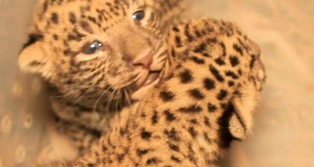 Leopardenbabys. Quelle: Screenshot Youtube