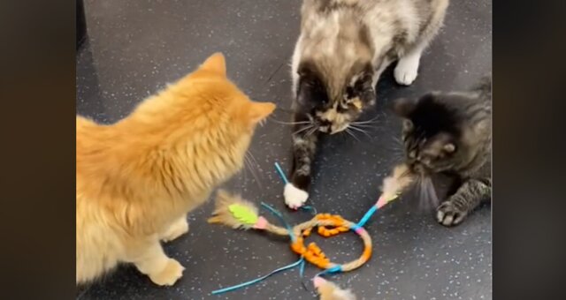 Katzen helfen in der Tierklinik. Quelle: Screenshot Youtube