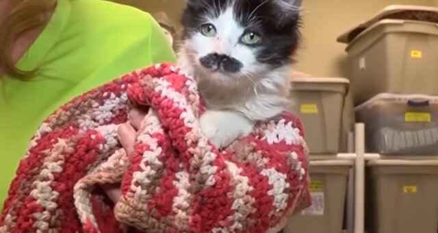 Streunende Katze mit einem ungewöhnlichen "Schnurrbart". Quelle: Screenshot Youtube
