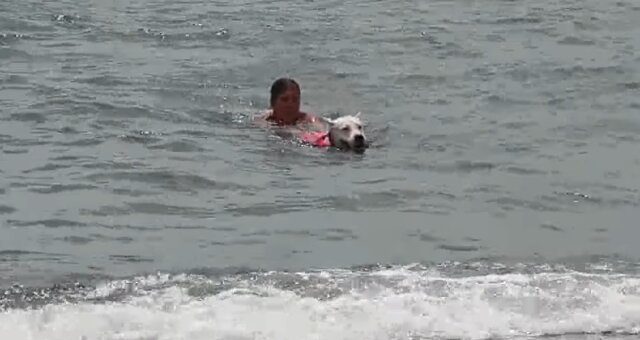 Hund rettet den Menschen. Quelle: Screenshot Youtube