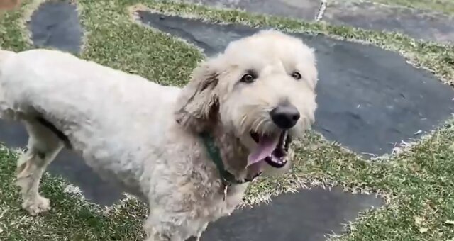 Hund Gus. Quelle: Screenshot Youtube