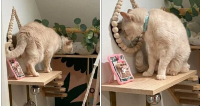 Frau verwandelte einen Abstellraum in ein Katzenhaus. Quelle: Screenshot Youtube