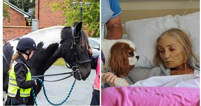 Das Pferd und die Hunde wurden ins Hospiz zur Besitzerin gebracht. Quelle: Screenshot Youtube