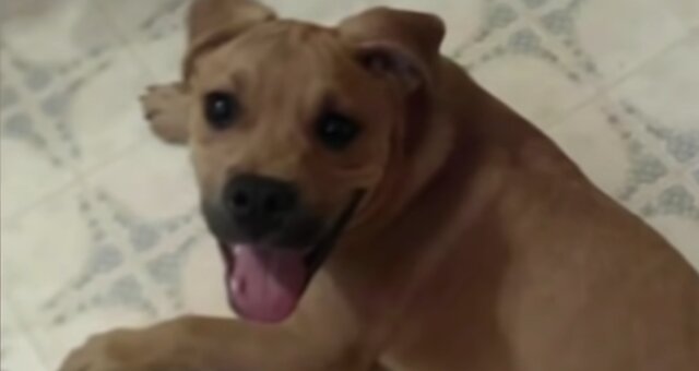 Hund Cuvo. Quelle: Screenshot Youtube