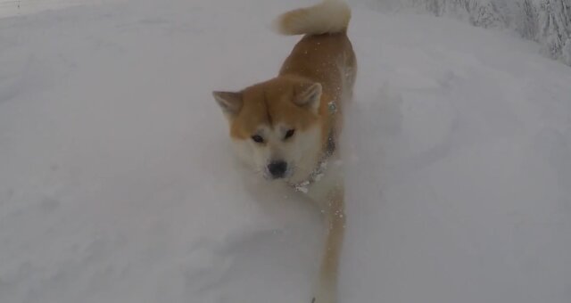 Hund auf der Schneepiste. Quelle: Screenshot Youtube