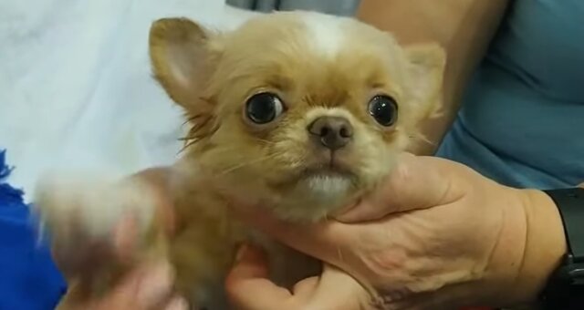 Chihuahua-Welpe. Quelle: Screenshot Youtube