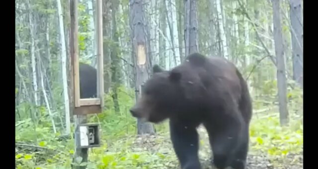 Bär sah sich in einem Spiegel. Quelle: Screenshot Youtube