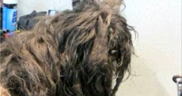 Hund mit verfilztem Haar. Quelle: Screenshot Youtube