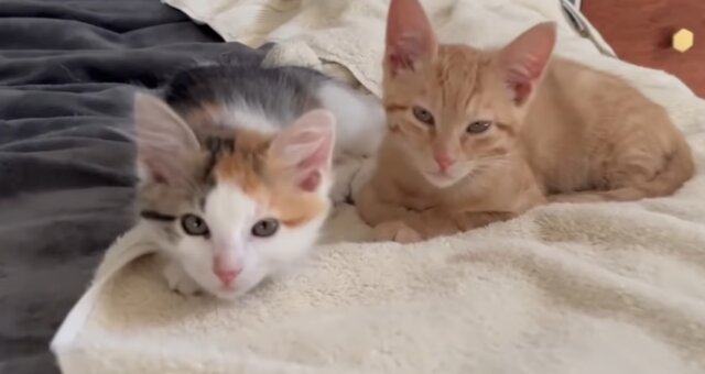 Kätzchen Cinnamon und Cardamom. Quelle: Screenshot Youtube