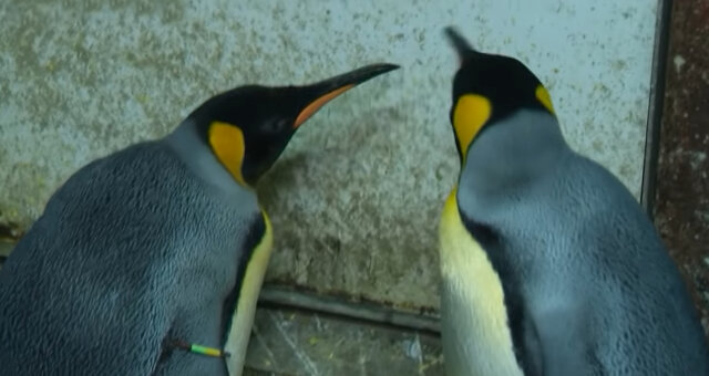 Pinguine. Quelle: Screenshot Youtube