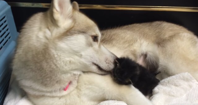 Husky Lilo und Kätzchen Rosie. Quelle: Screenshot Youtube