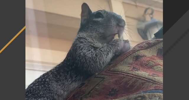 Eichhörnchen Desmond. Quelle: Screenshot Youtube