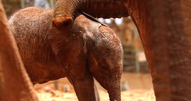 Elefantenbaby. Quelle: Screenshot Youtube