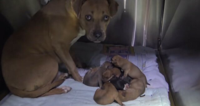 Hundemama und ihre Welpen. Quelle: Screenshot Youtube