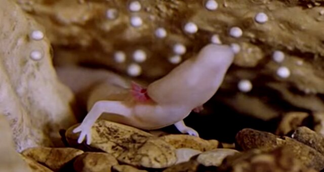 Salamander. Quelle: Screenshot Youtube