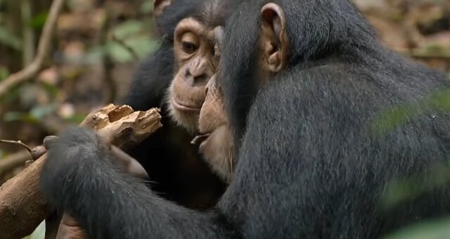 Schimpansen. Quelle: Screenshot Youtube