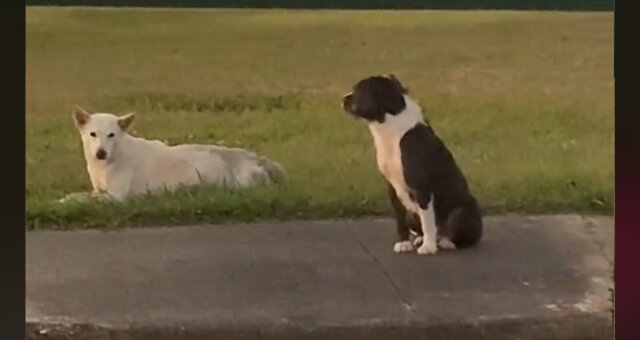Hund bewacht seinen verletzten Freund. Quelle: Screenshot Youtube