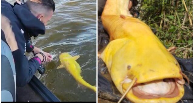 Angler fing seltenen leuchtend gelben Wels. Quelle: Screenshot Youtube