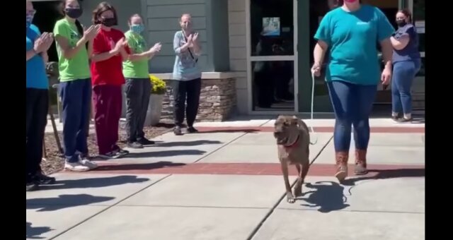 Hund wird beim Verlassen des Tierheims mit Applaus begleitet. Quelle: Screenshot Youtube