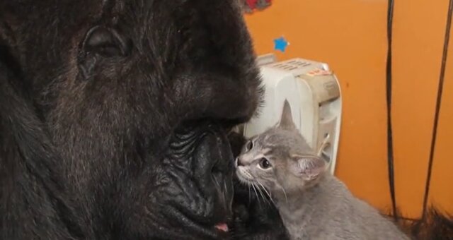 Gorilla Koko und Kätzchen. Quelle: Screenshot Youtube