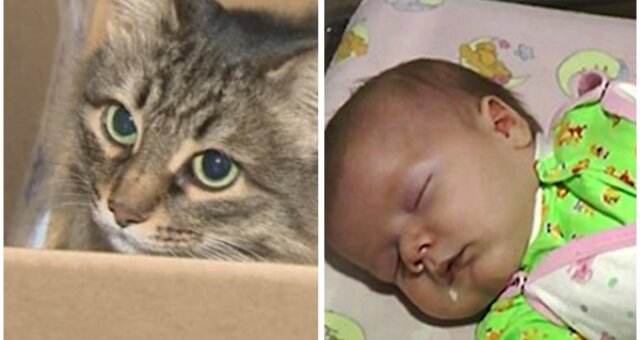 Streunende Katze hat ein Baby gerettet. Quelle: Screenshot Youtube