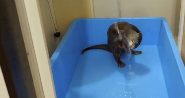 Otter. Quelle: Screenshot YouTube