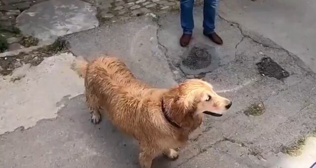 Treuer Hund. Quelle: Screenshot Youtube