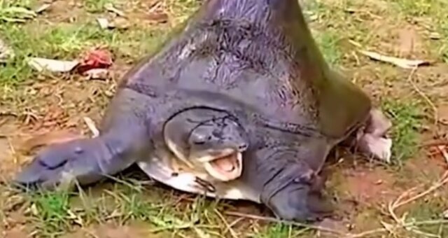 Ungewöhnliche Schildkröte. Quelle: Screenshot Youtube