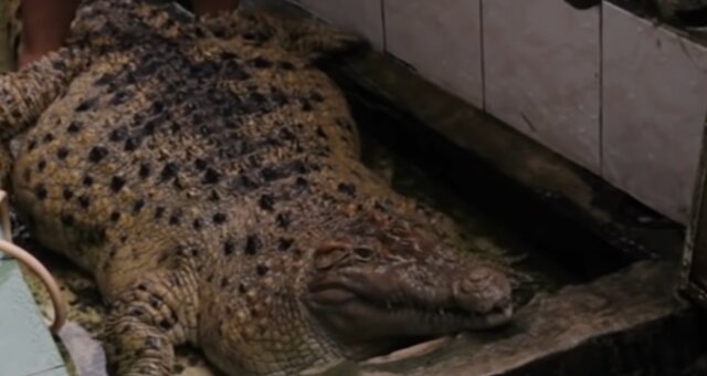 Krokodil. Quelle: Screenshot Youtube